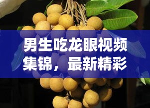 男生吃龍眼視頻集錦，最新精彩瞬間一網(wǎng)打盡！