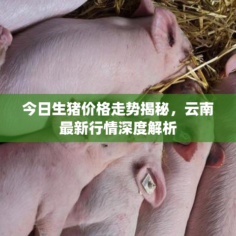 今日生豬價(jià)格走勢(shì)揭秘，云南最新行情深度解析