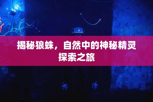 揭秘狼蛛，自然中的神秘精靈探索之旅