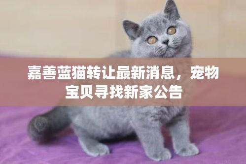 嘉善藍(lán)貓轉(zhuǎn)讓最新消息，寵物寶貝尋找新家公告