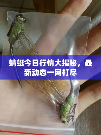 蜻蜓今日行情大揭秘，最新動態(tài)一網(wǎng)打盡