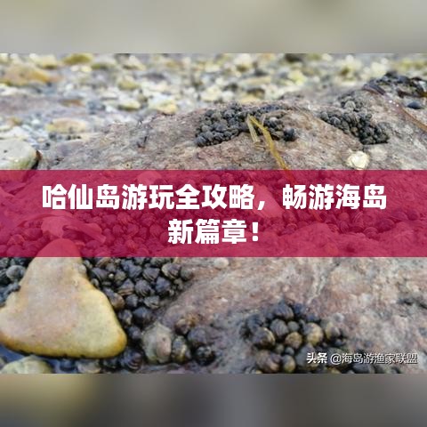 哈仙島游玩全攻略，暢游海島新篇章！