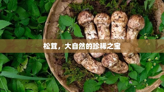 片口張舌 第2頁(yè)