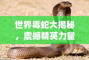 世界毒蛇大揭秘，震撼精英力量排名素材視頻