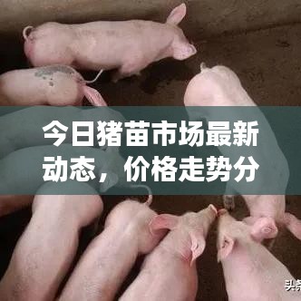 今日豬苗市場(chǎng)最新動(dòng)態(tài)，價(jià)格走勢(shì)分析預(yù)測(cè)報(bào)告