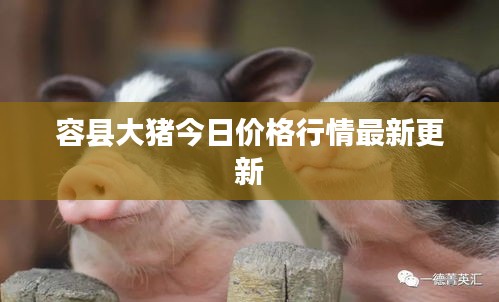 容縣大豬今日價格行情最新更新