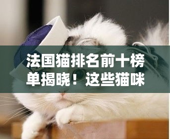 法國貓排名前十榜單揭曉！這些貓咪魅力無限，讓人愛不釋手！