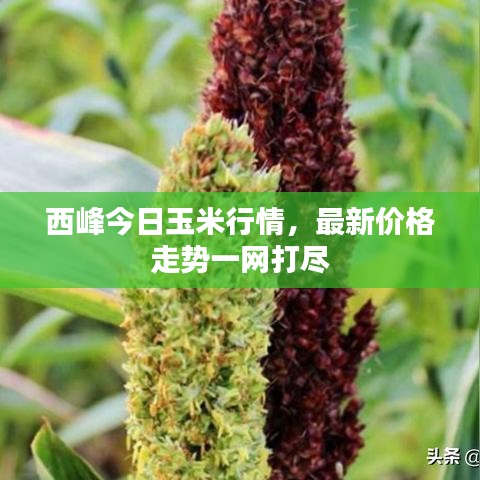 飛瀑流泉 第2頁(yè)