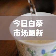 今日白茶市場最新動態(tài)速遞