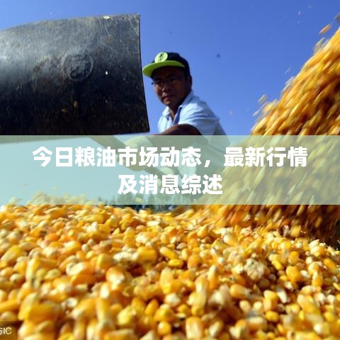今日糧油市場(chǎng)動(dòng)態(tài)，最新行情及消息綜述