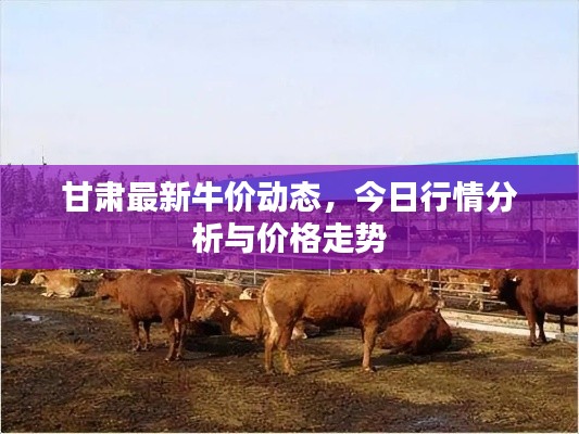 甘肅最新牛價動態(tài)，今日行情分析與價格走勢