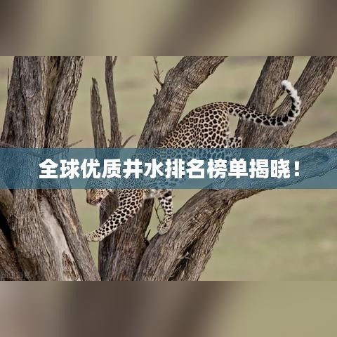 全球優(yōu)質(zhì)井水排名榜單揭曉！