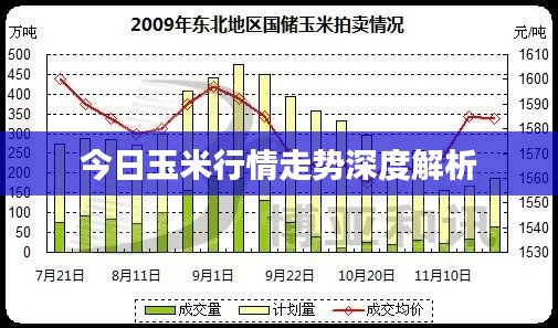 今日玉米行情走勢深度解析