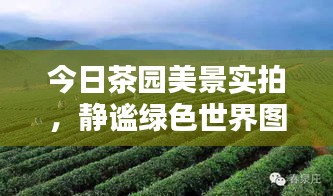 今日茶園美景實拍，靜謐綠色世界圖片欣賞