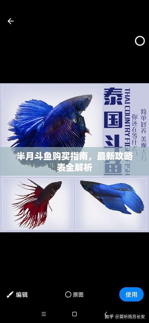 半月斗魚購(gòu)買指南，最新攻略表全解析
