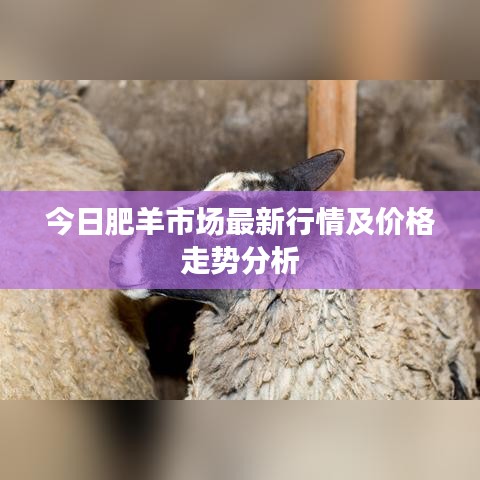 今日肥羊市場最新行情及價格走勢分析