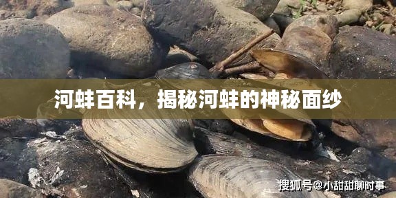 河蚌百科，揭秘河蚌的神秘面紗