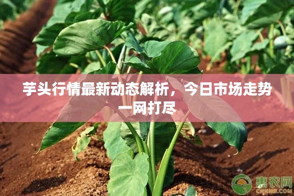 芋頭行情最新動(dòng)態(tài)解析，今日市場(chǎng)走勢(shì)一網(wǎng)打盡