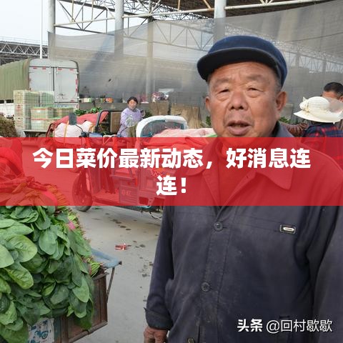今日菜價最新動態(tài)，好消息連連！
