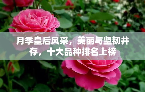 月季皇后風(fēng)采，美麗與堅(jiān)韌并存，十大品種排名上榜