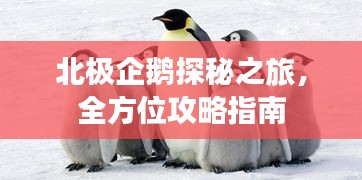 北極企鵝探秘之旅，全方位攻略指南