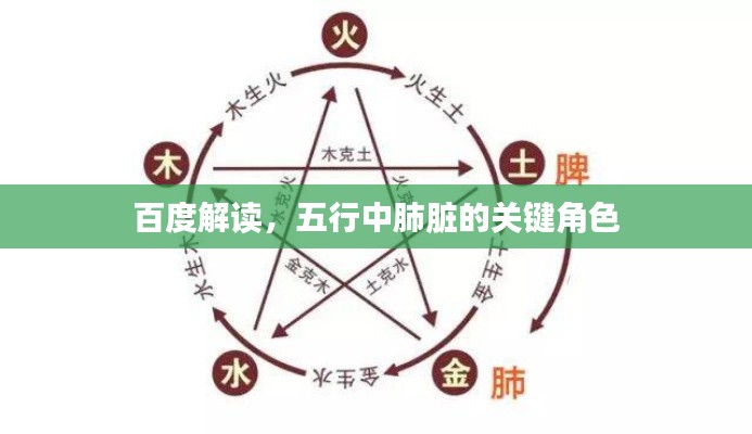 百度解讀，五行中肺臟的關(guān)鍵角色