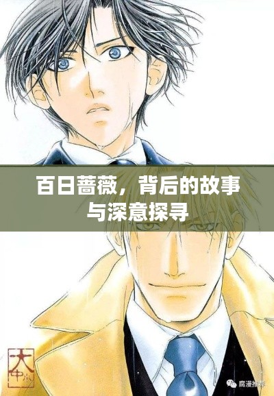 百日薔薇，背后的故事與深意探尋