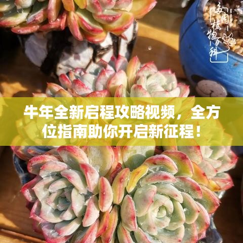 牛年全新啟程攻略視頻，全方位指南助你開啟新征程！