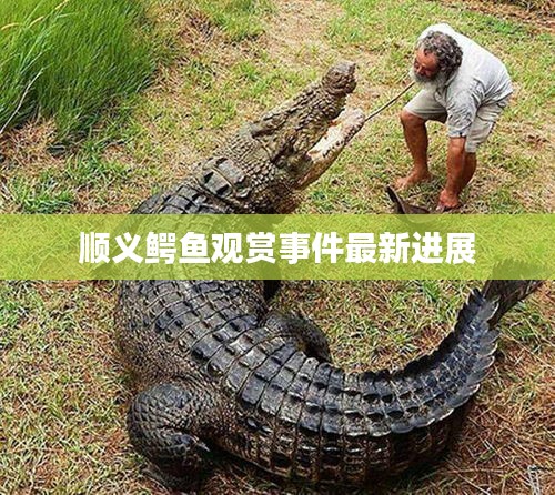 順義鱷魚(yú)觀賞事件最新進(jìn)展