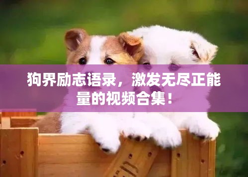 狗界勵志語錄，激發(fā)無盡正能量的視頻合集！