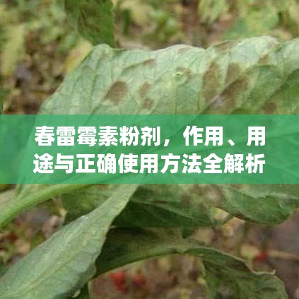 春雷霉素粉劑，作用、用途與正確使用方法全解析