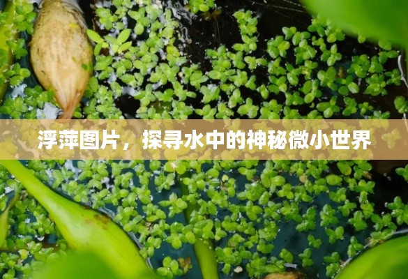 浮萍圖片，探尋水中的神秘微小世界