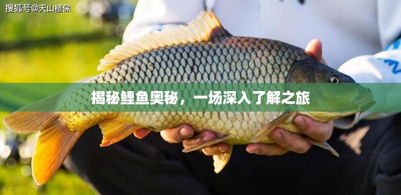 揭秘鯉魚奧秘，一場深入了解之旅