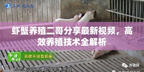 蝦蟹養(yǎng)殖二哥分享最新視頻，高效養(yǎng)殖技術全解析