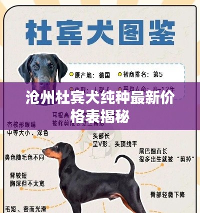 滄州杜賓犬純種最新價(jià)格表揭秘