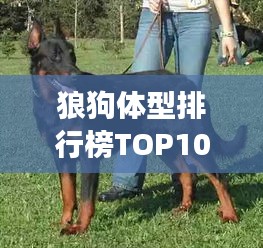 狼狗體型排行榜TOP10，震撼巨大的狼犬尺寸盤點