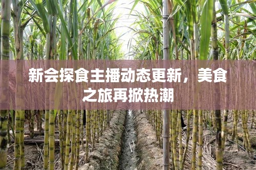 新會(huì)探食主播動(dòng)態(tài)更新，美食之旅再掀熱潮