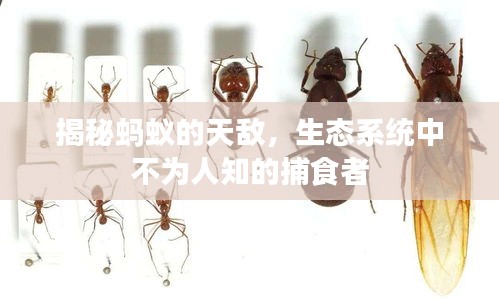 揭秘螞蟻的天敵，生態(tài)系統(tǒng)中不為人知的捕食者