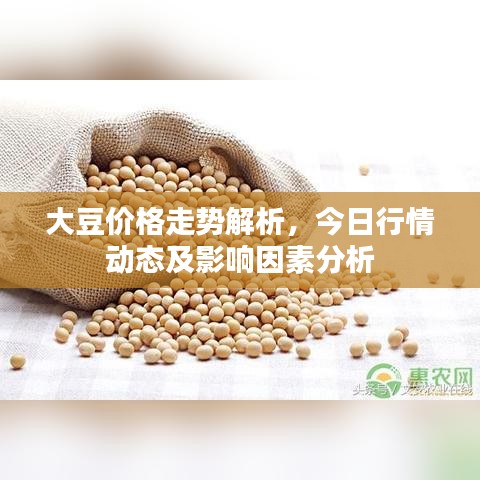大豆價(jià)格走勢(shì)解析，今日行情動(dòng)態(tài)及影響因素分析