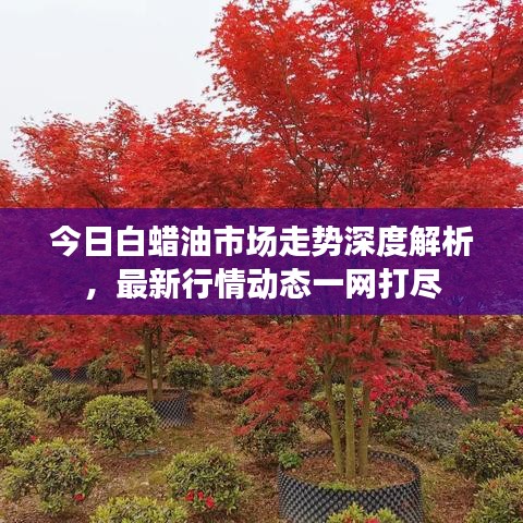 今日白蠟油市場(chǎng)走勢(shì)深度解析，最新行情動(dòng)態(tài)一網(wǎng)打盡