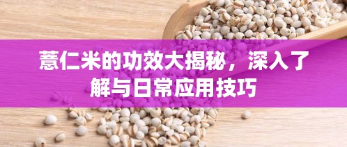 薏仁米的功效大揭秘，深入了解與日常應(yīng)用技巧