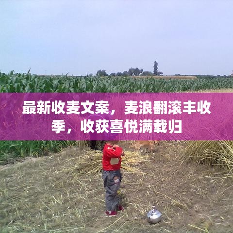 最新收麥文案，麥浪翻滾豐收季，收獲喜悅滿載歸