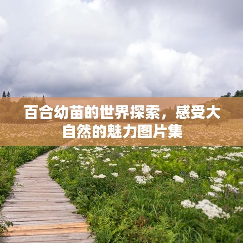 百合幼苗的世界探索，感受大自然的魅力圖片集