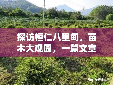 探訪桓仁八里甸，苗木大觀園，一篇文章帶你探秘其奧秘