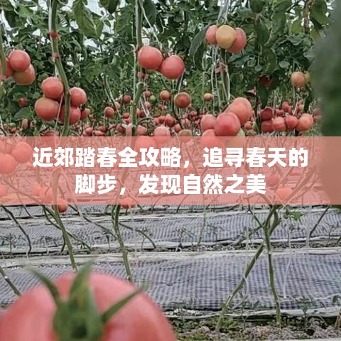 近郊踏春全攻略，追尋春天的腳步，發(fā)現(xiàn)自然之美
