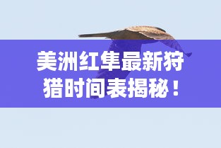 美洲紅隼最新狩獵時(shí)間表揭秘！