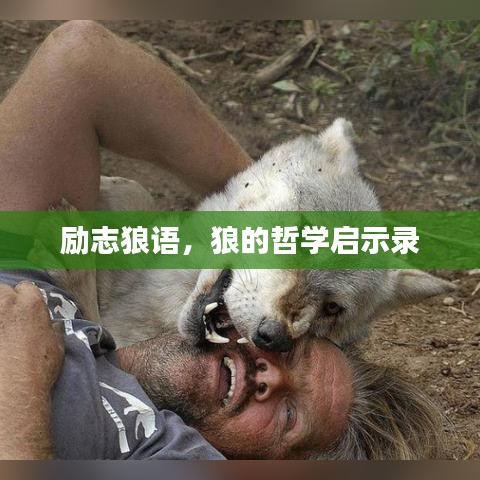 勵志狼語，狼的哲學(xué)啟示錄