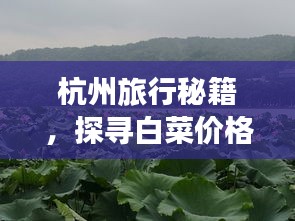 杭州旅行秘籍，探尋白菜價格的奧秘