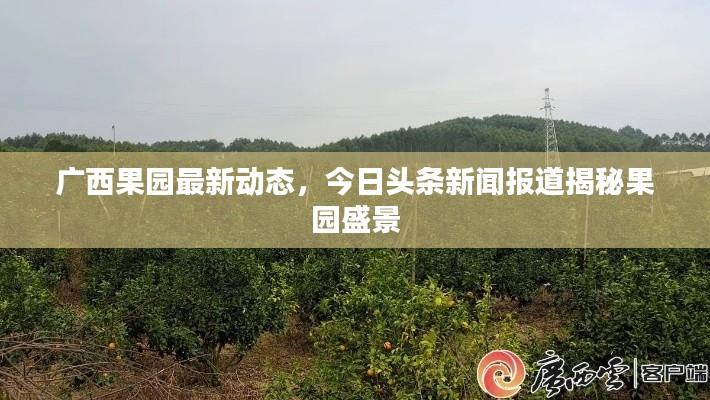 廣西果園最新動態(tài)，今日頭條新聞報道揭秘果園盛景
