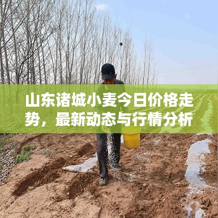 山東諸城小麥今日價格走勢，最新動態(tài)與行情分析